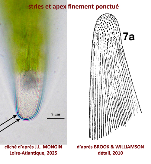 Closterium sublaterale Ruzicka, 1955 #81383
