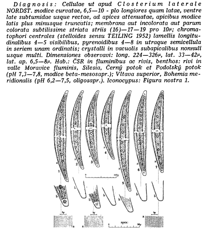 Closterium sublaterale Ruzicka, 1955 #78205