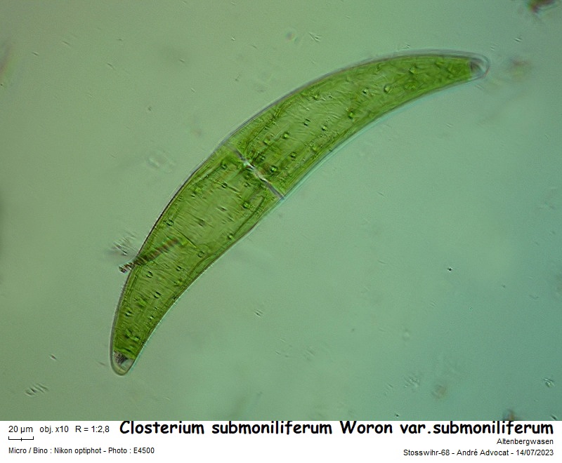 Closterium submoniliferum Woron var.submoniliferum #78271