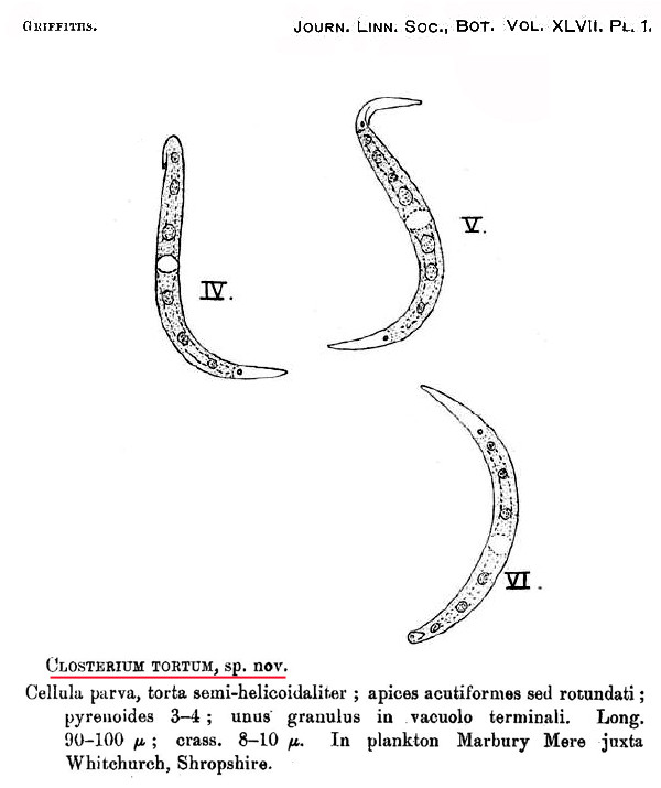 Closterium tortum #84388