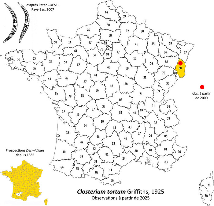 Closterium tortum #84387
