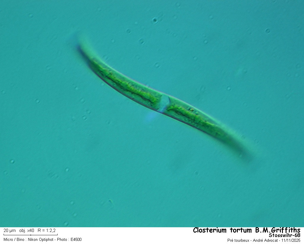 Closterium tortum #84256