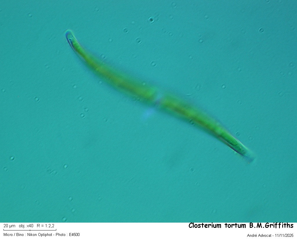 Closterium tortum #84257