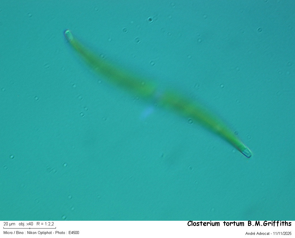 Closterium tortum #84258