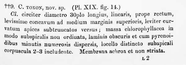 Closterium toxon #69213