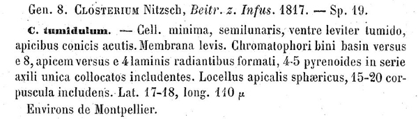 Closterium tumidulum #69773
