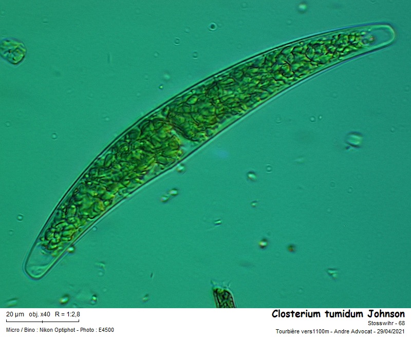 Closterium tumidum Johnson #66497