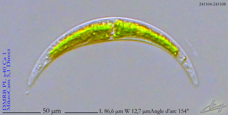 Closterium venus Kützing ex Ralfs #80767