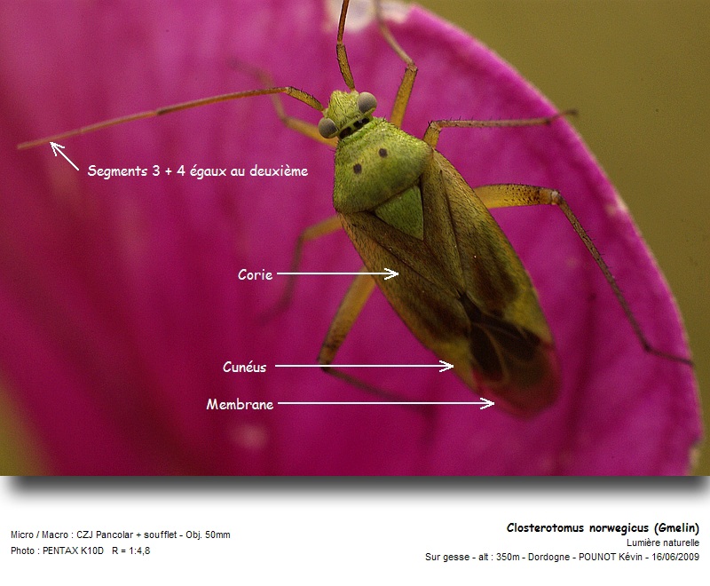 Closterotomus norwegicus (Gmelin) #11198
