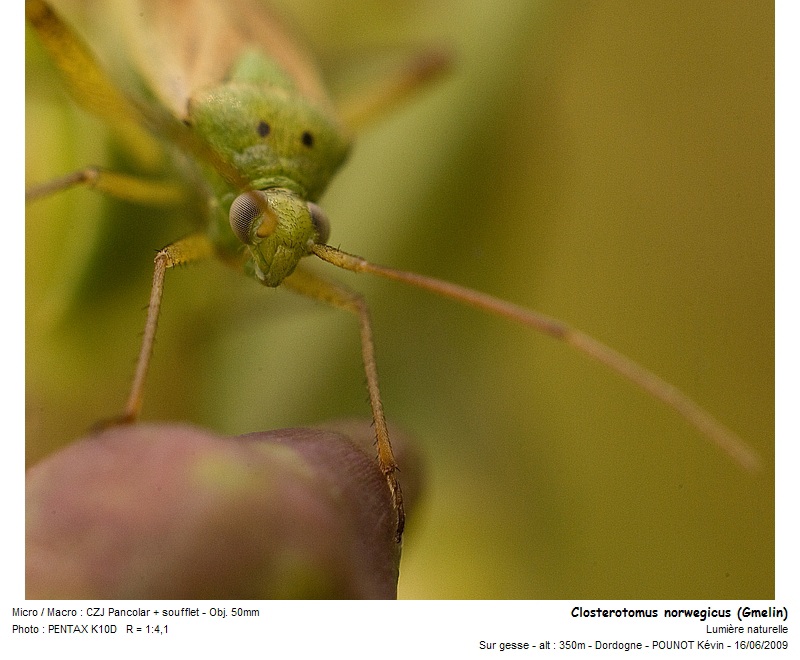 Closterotomus norwegicus (Gmelin) #11197