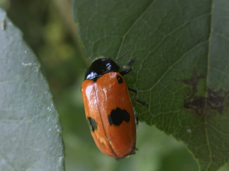 Clytra laeviuscula #34803