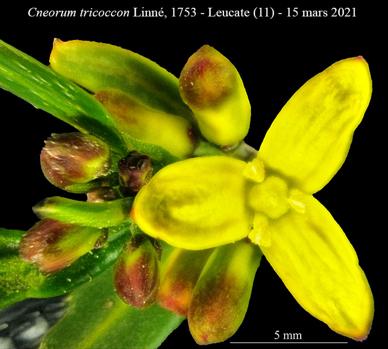 Cneorum tricoccon #65925