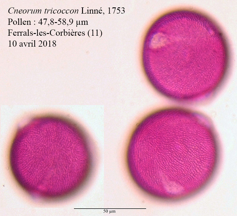 Cneorum tricoccon #54947