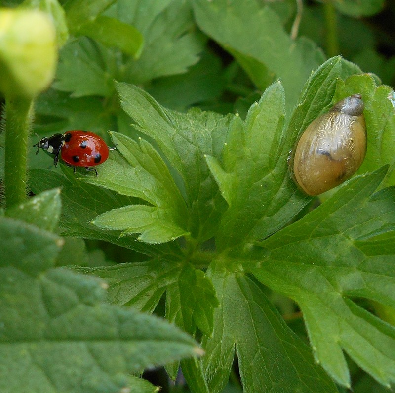 Coccinella septempunctata #31152