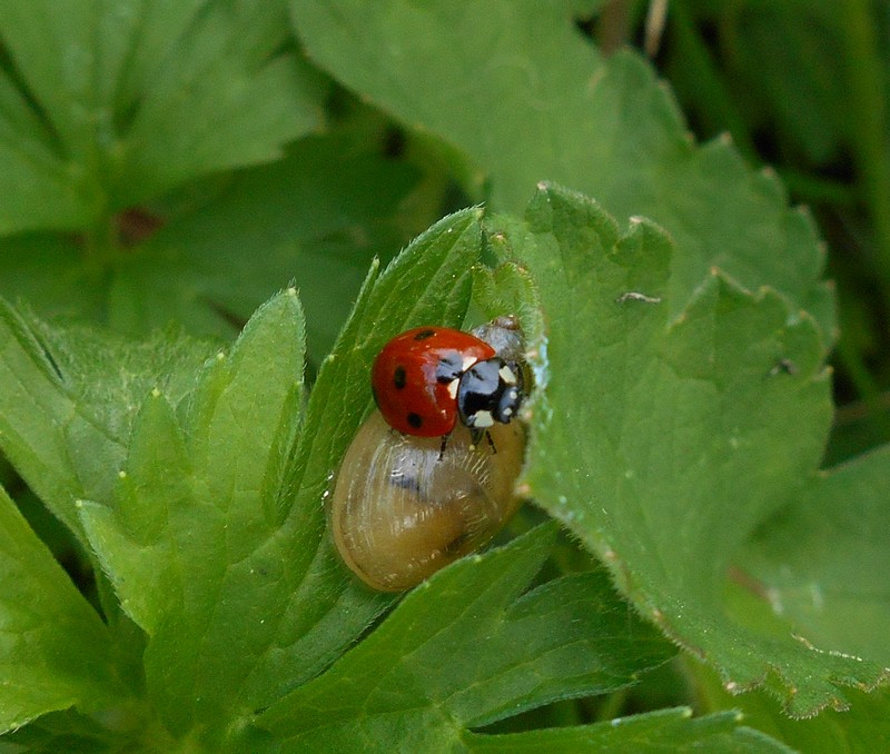 Coccinella septempunctata #31153