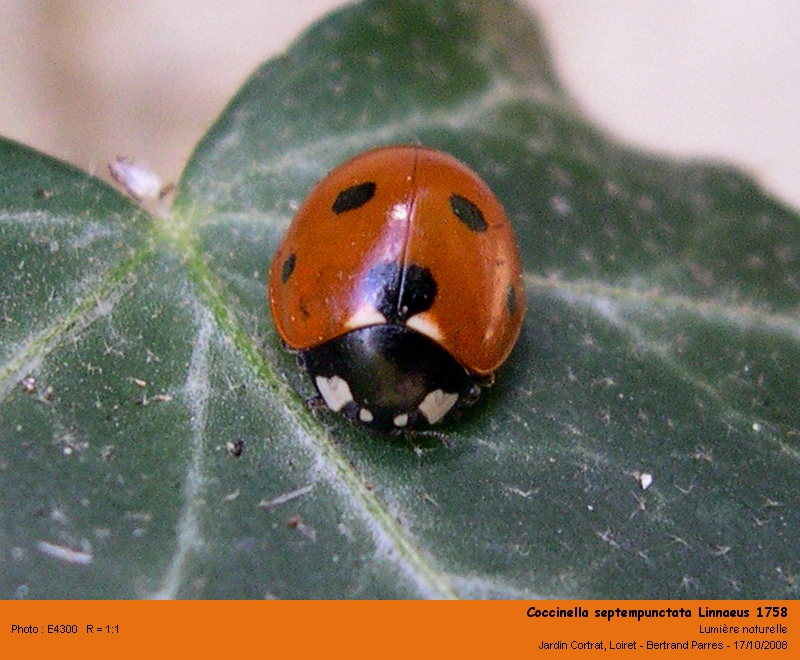 Coccinella septempunctata Linnaeus 1758 #6186