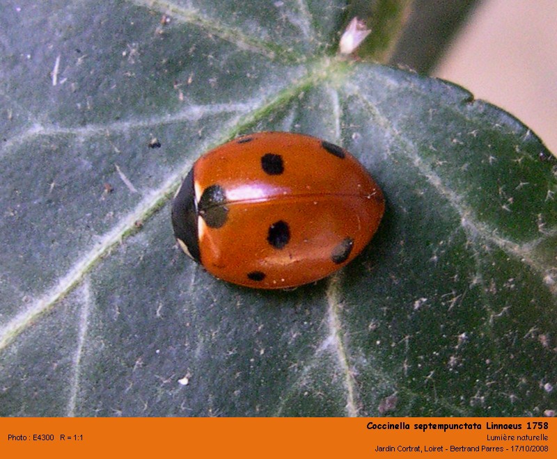 Coccinella septempunctata Linnaeus 1758 #6187