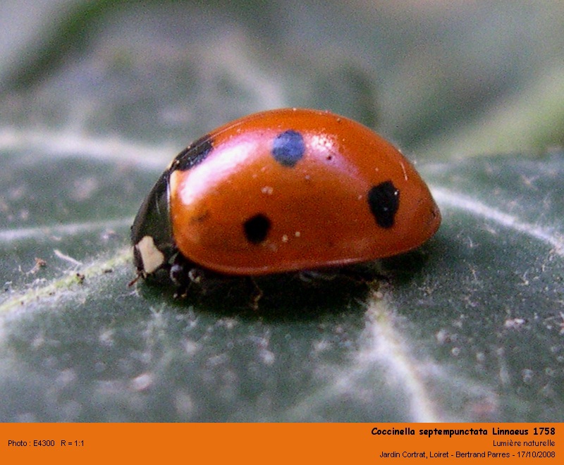 Coccinella septempunctata Linnaeus 1758 #6188