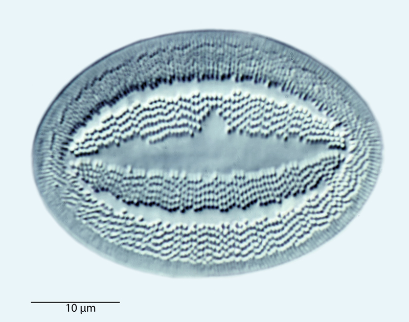 Cocconeis antiqua #41992