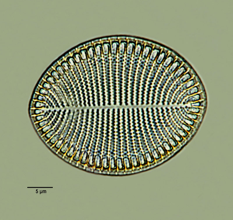 Cocconeis britannica Naegeli in Kütz #14652