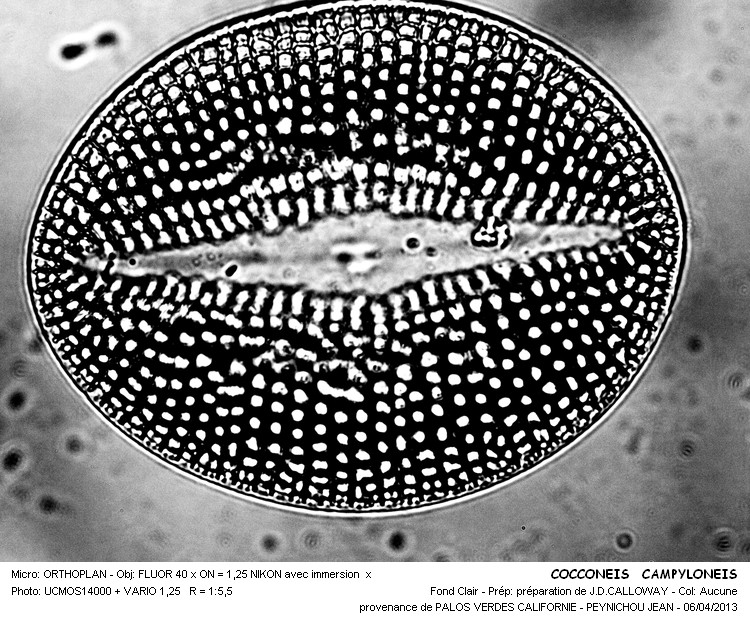 Cocconeis campyloneis #30480