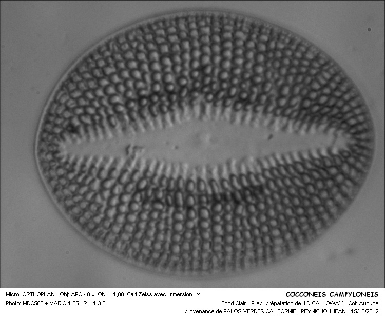 Cocconeis campyloneis #30479