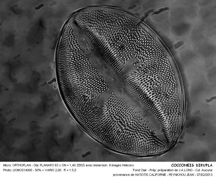 COCCONEIS dirupta #29786