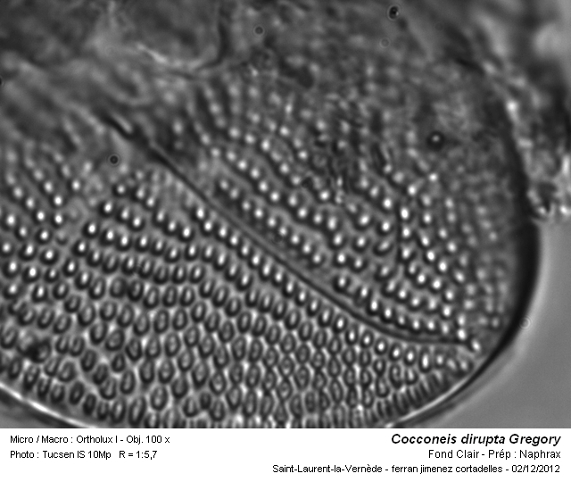 Cocconeis dirupta Gregory #29092