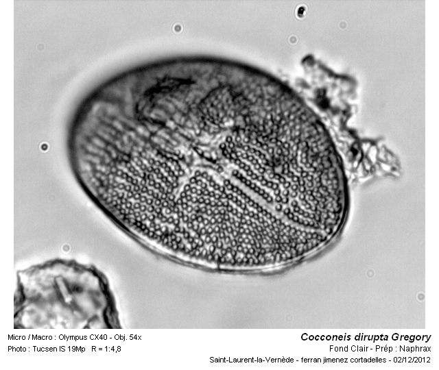 Cocconeis dirupta Gregory #29091