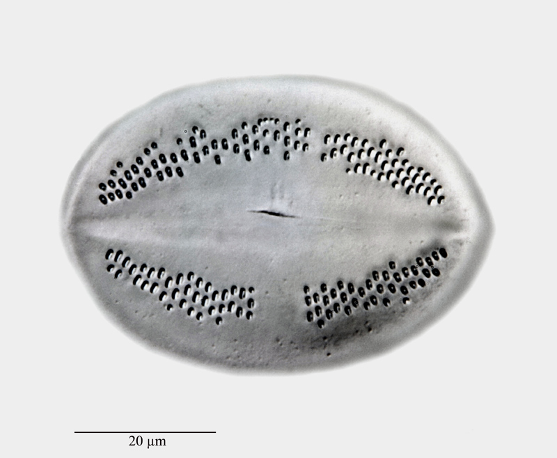 Cocconeis eocaenica Schrader #23674