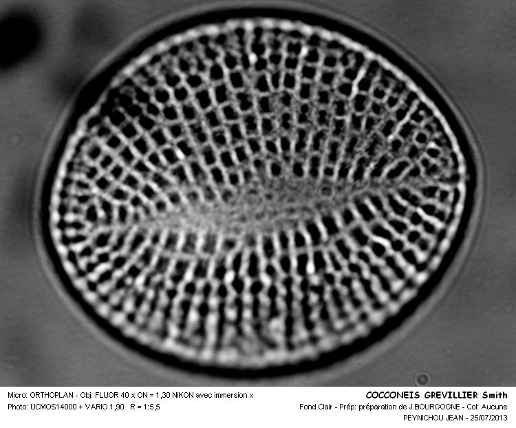 COCCONEIS GREVILLEI Smith #32892