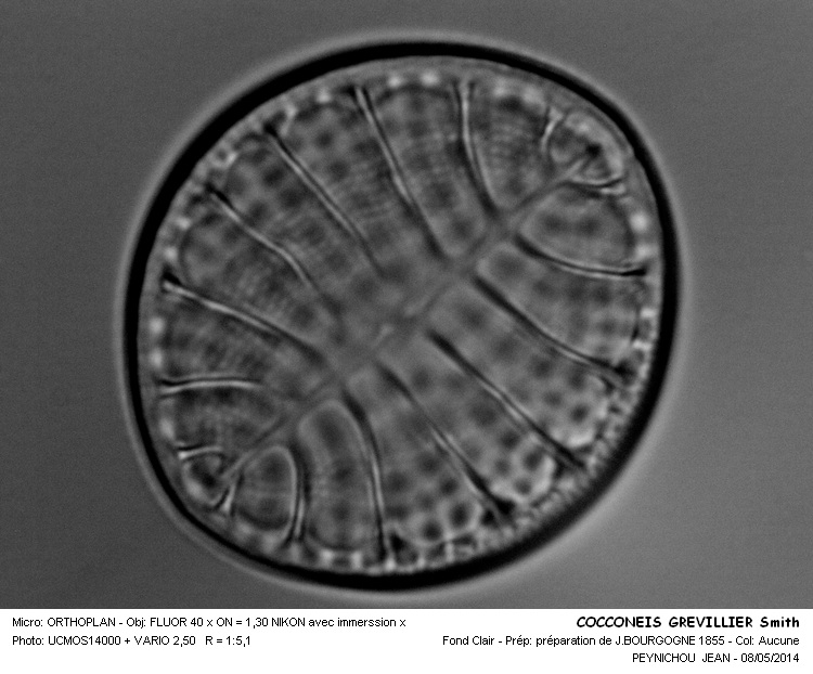 COCCONEIS GREVILLEI Smith #37460