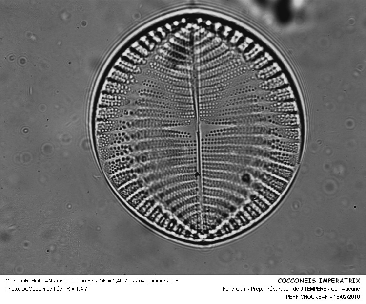 COCCONEIS IMPERATRIX #32230
