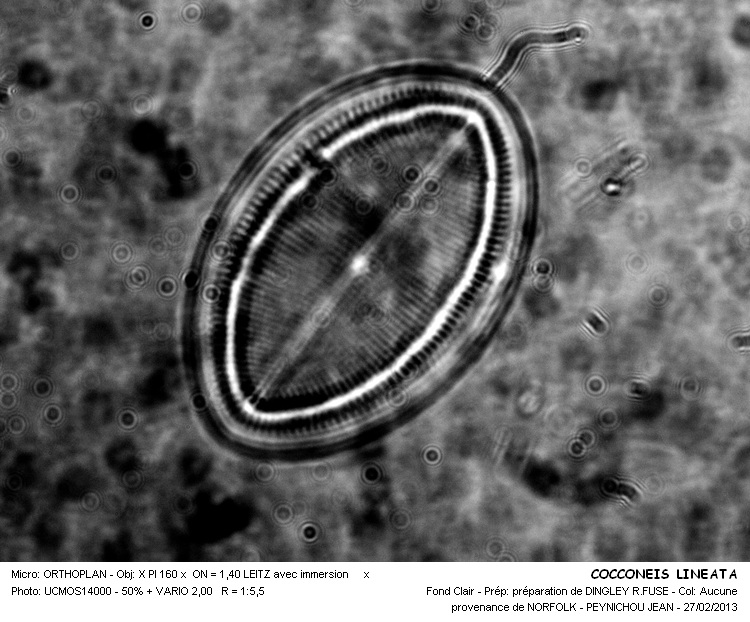 COCCONEIS LINEATA #30014