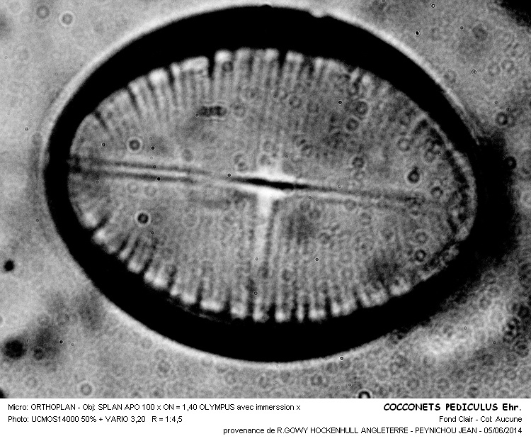 COCCONEIS PEDICULUS Ehr. #37768