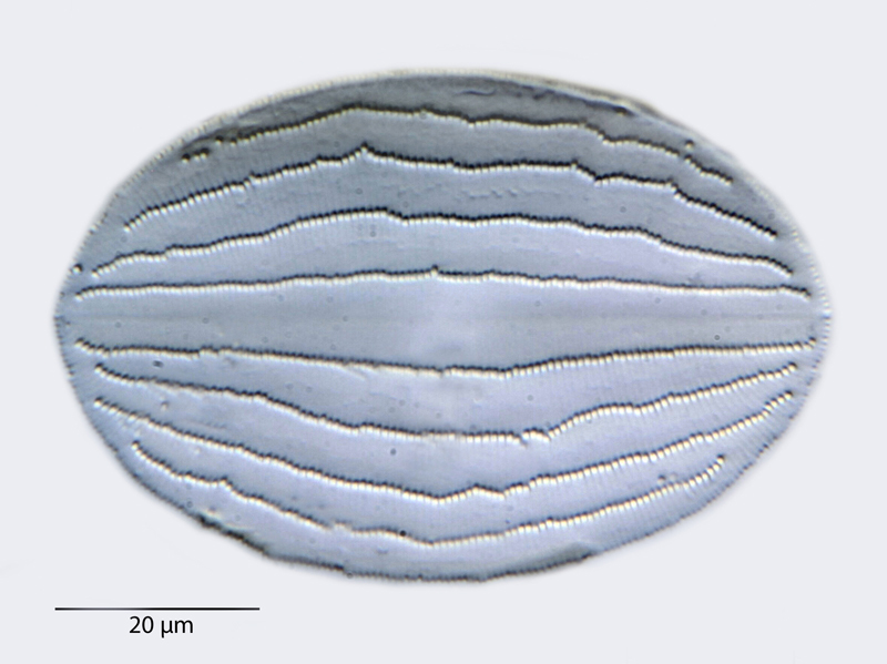 Cocconeis pellucida var. nankoorensis #41019