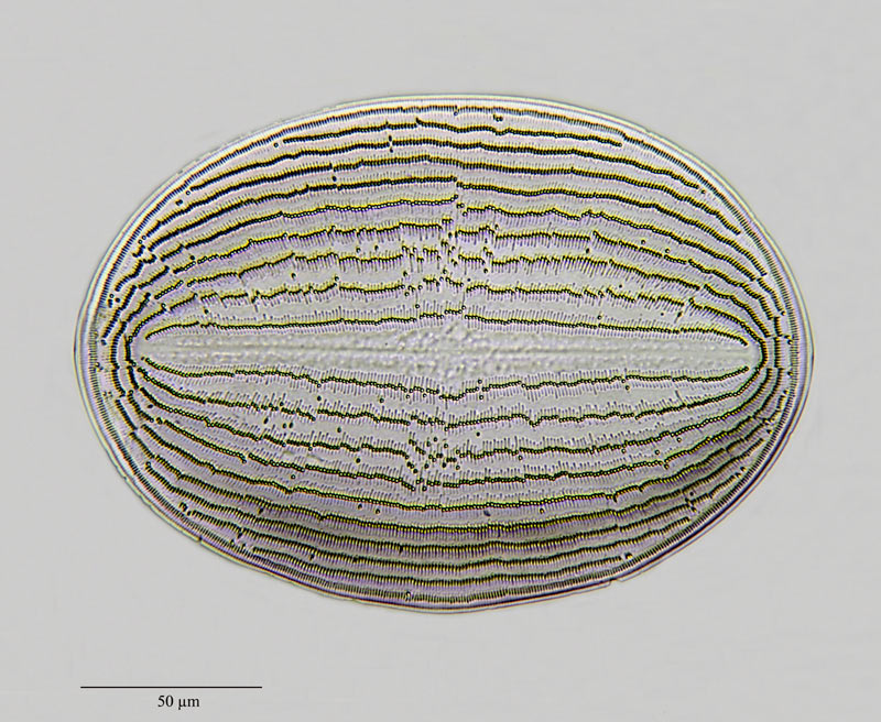 Cocconeis pellucida Grunow #24582