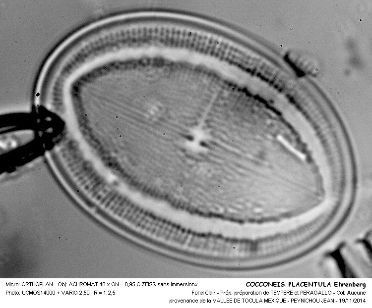 COCCONEIS PLACENTULA Ehrenberg #39760