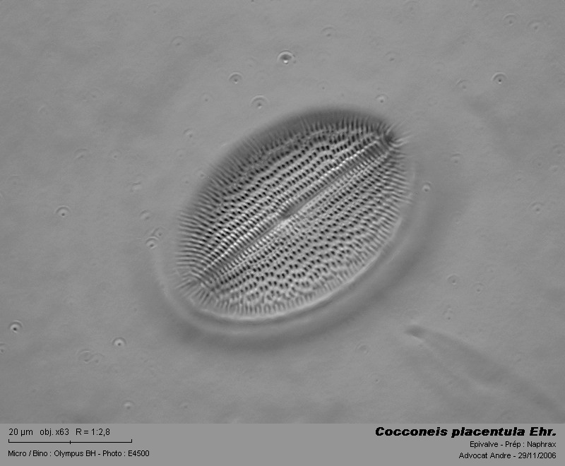 Cocconeis placentula Ehr. #3369
