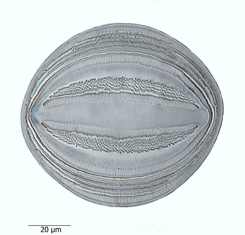 Cocconeis pseudomarginata #65937
