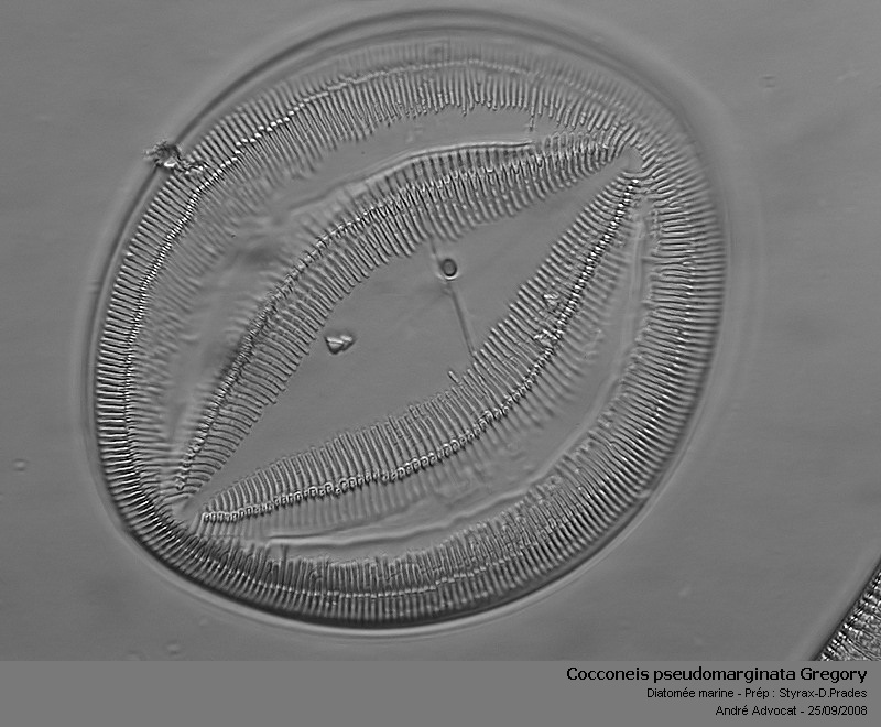 Cocconeis pseudomarginata Gregory (Diatomée marine) #5742