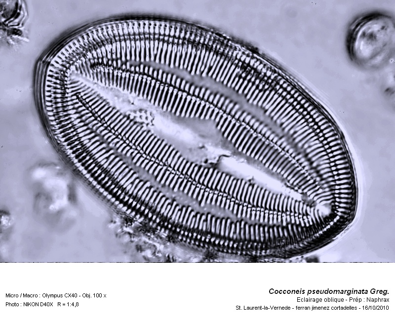 Cocconeis pseudomarginata Gregory (épivalve) #18547
