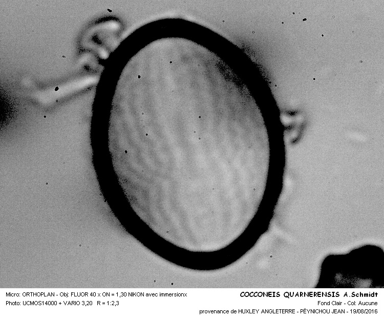 COCCONEIS QUARNERENSIS A.Schmidt #46553