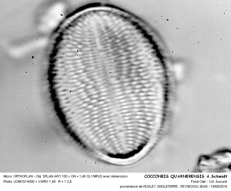COCCONEIS QUARNERENSIS A.Schmidt #46554