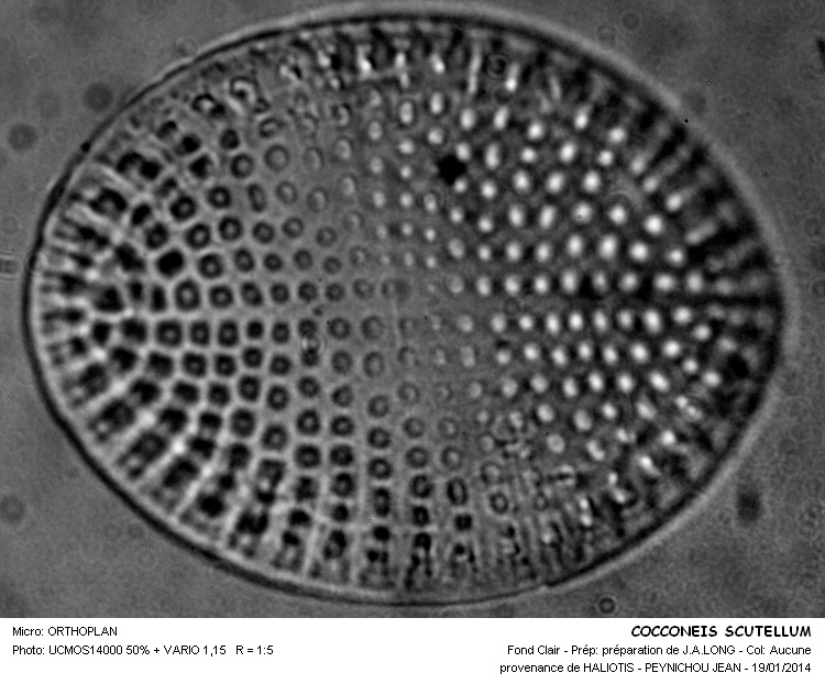 COCCONEIS SCUTELLUM #35795