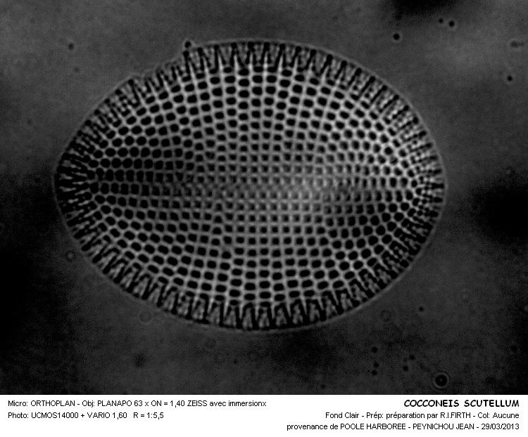 COCCONEIS SCUTELLUM #30334