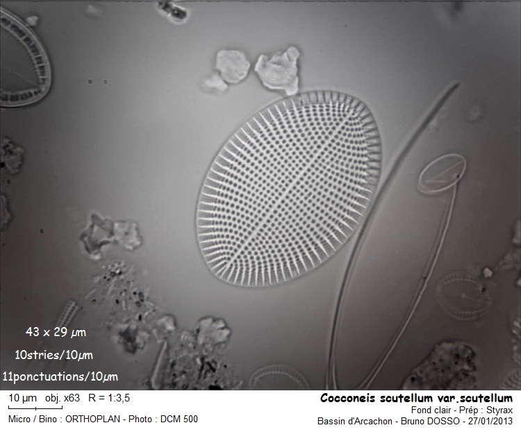 COCCONEIS scutellum var.scutellum #29663