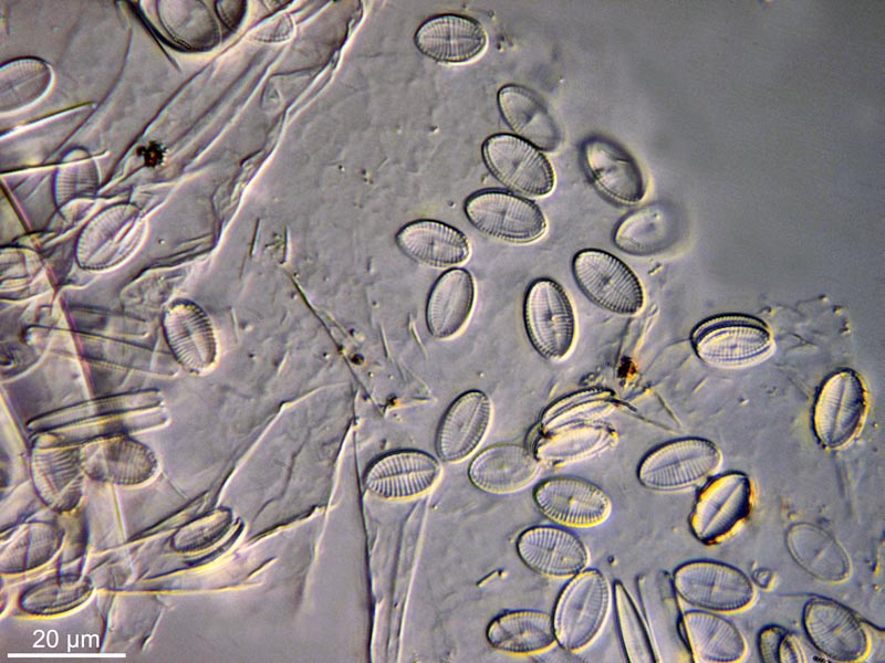 Cocconeis scutellum Ehrenberg 1838 #49371