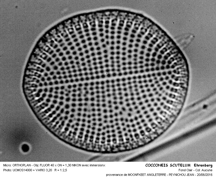 COCCONEIS SCUTELUM Ehrenberg #45814