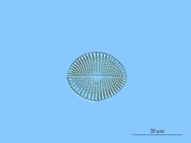 Cocconeis scutelum #57067